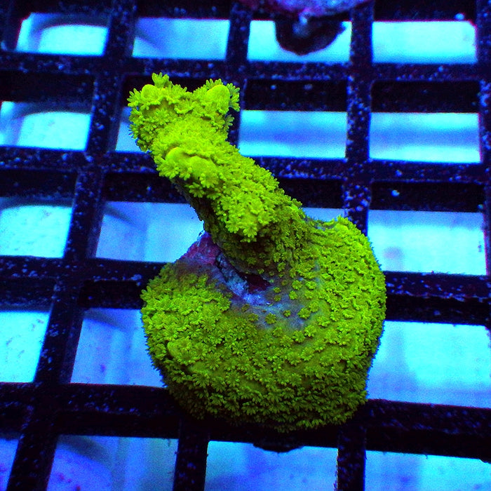 Monti Digitata Green
