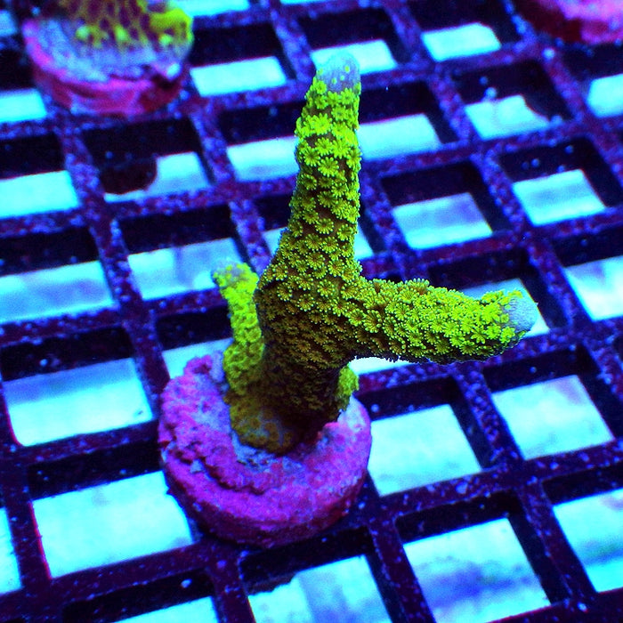 Monti Digitata Green