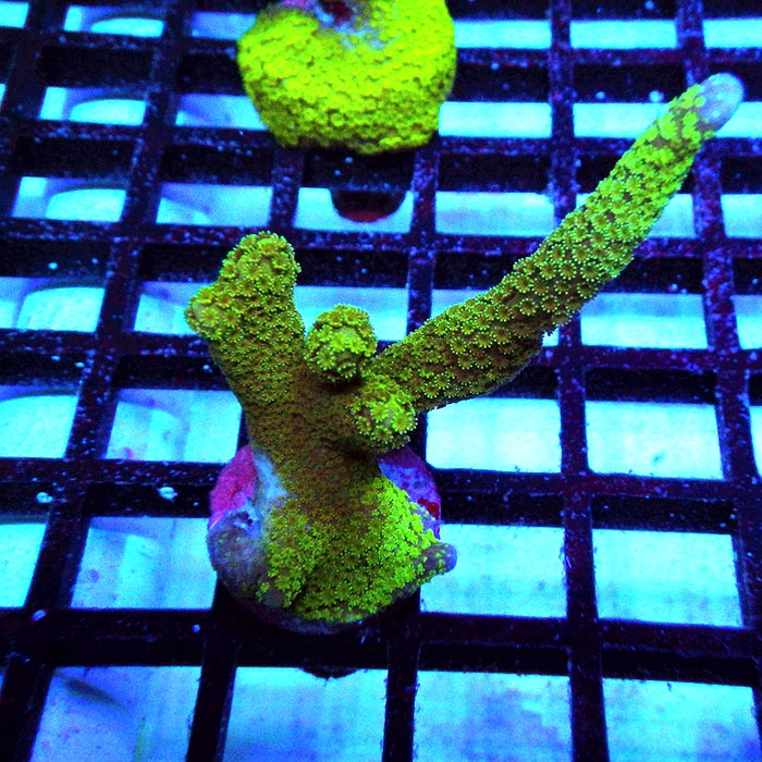 Monti Digitata Green