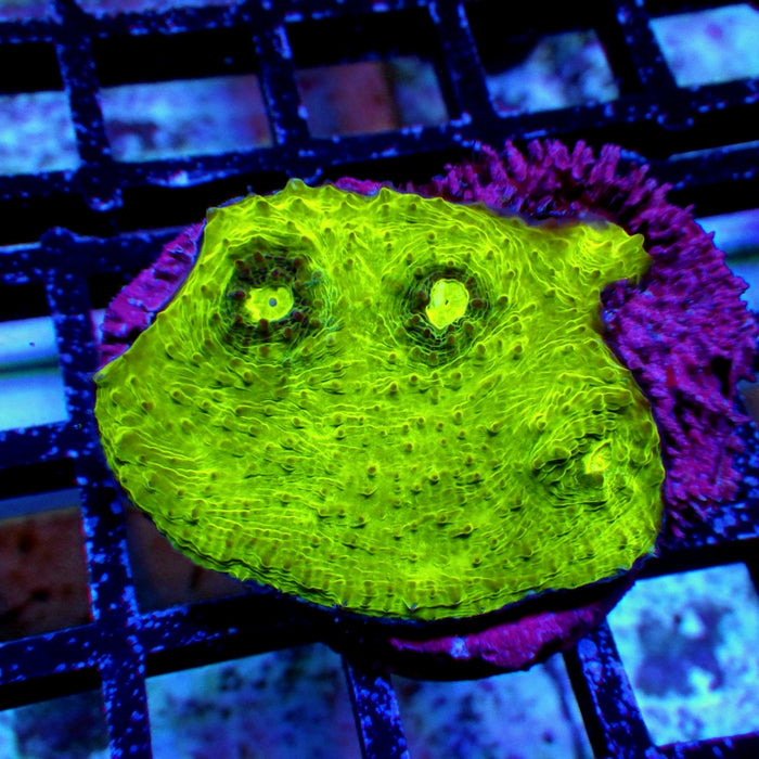 Chalice Frag