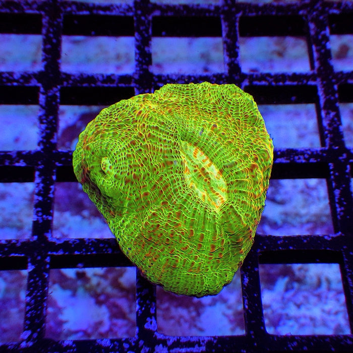 Chalice Frag