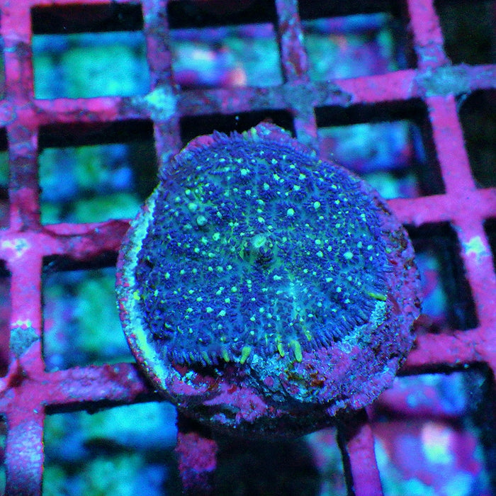 Rhodactis