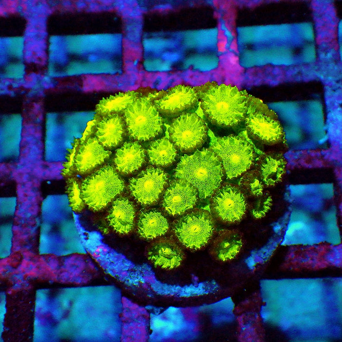Goniopora Neon Green