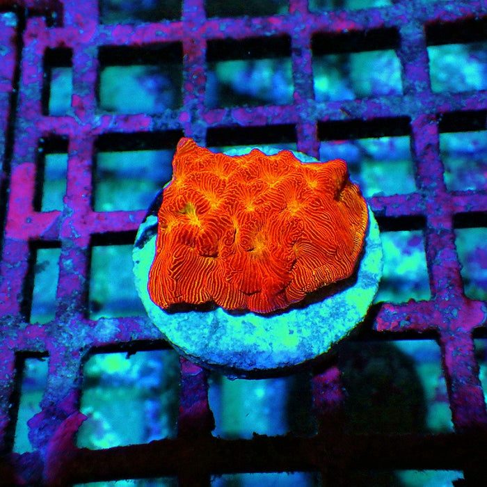 Red Leptoseris