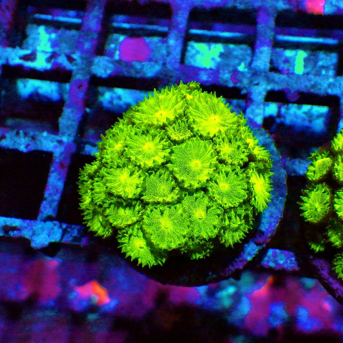 Goniopora Neon Green