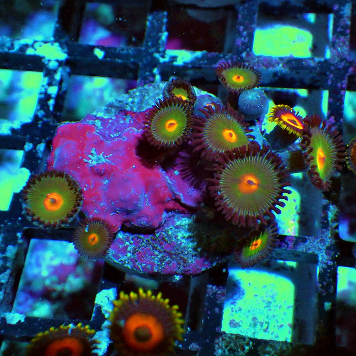 Ultra Zoas Frag 0010