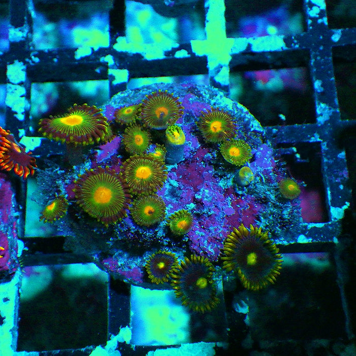 Ultra Zoas Frag 0011