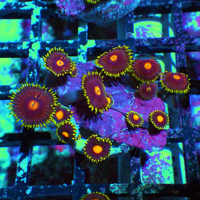 Ultra Zoas Frag 0012