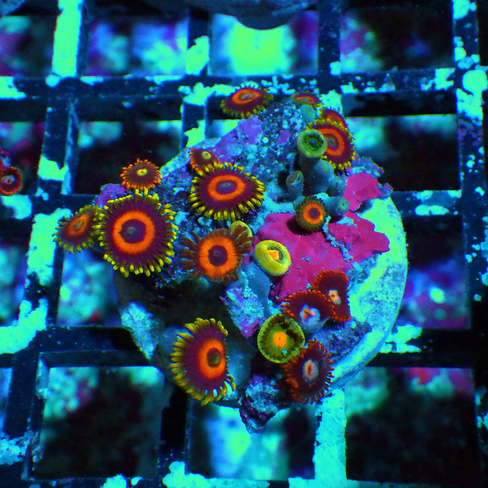 Ultra Zoas Frag 0013