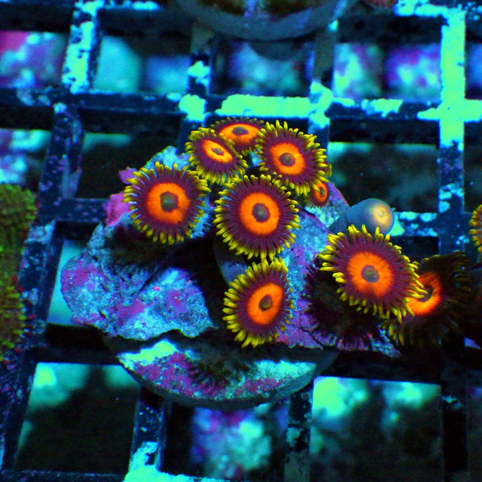 Ultra Zoas Frag 0014