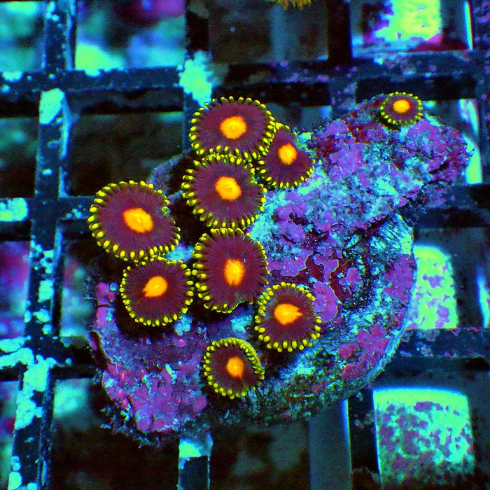 Ultra Zoas Frag 0015