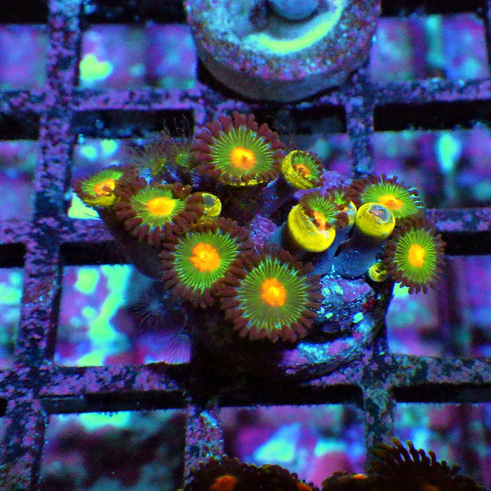 Ultra Zoas Frag 0016