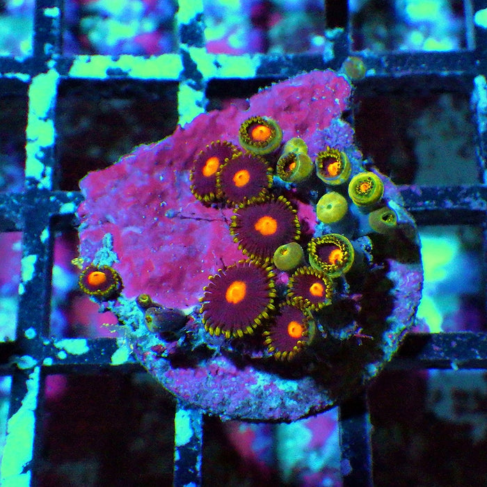 Ultra Zoas Frag 0017
