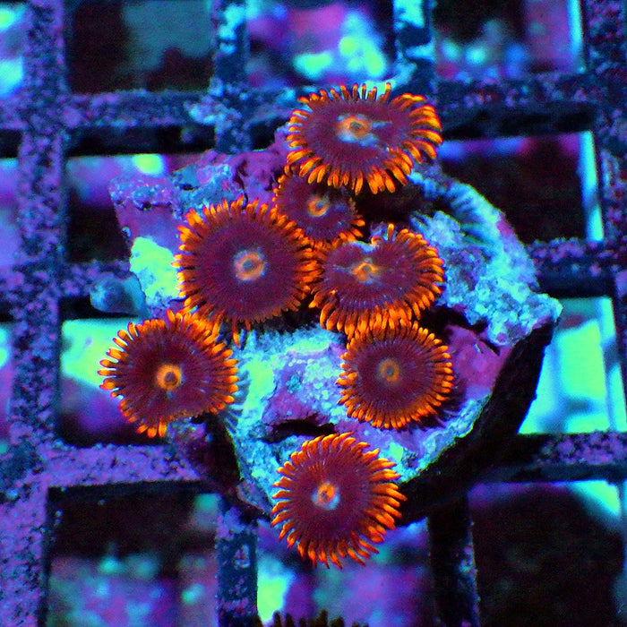 Ultra Zoas Frag 0018