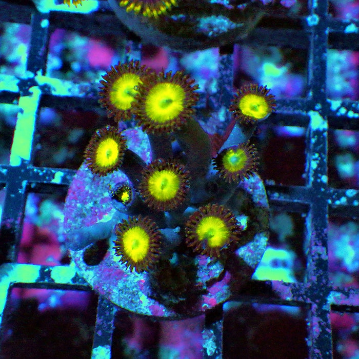 Ultra Zoas Frag 0020