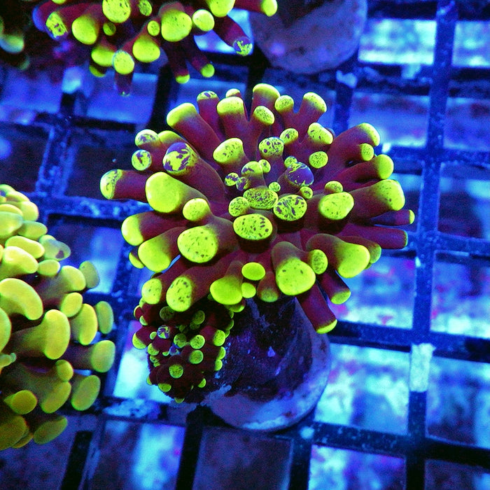 Euphyllia Green Branched Hammer