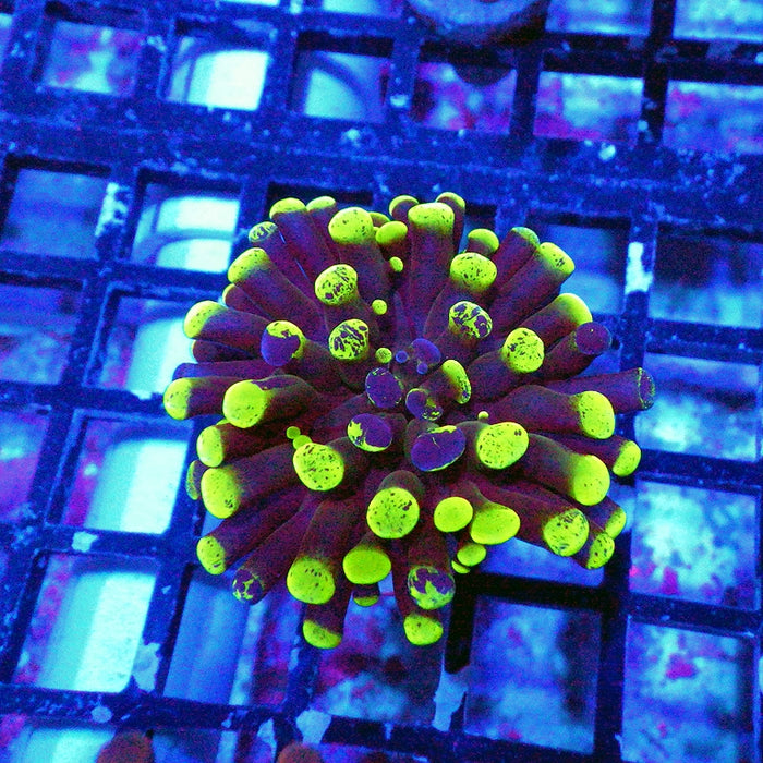 Euphyllia Green Branched Hammer