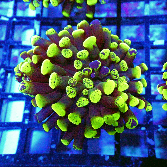 Euphyllia Green Branched Hammer
