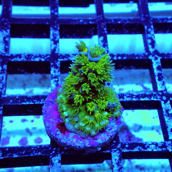 REx Blue-Green Tenuis Acro