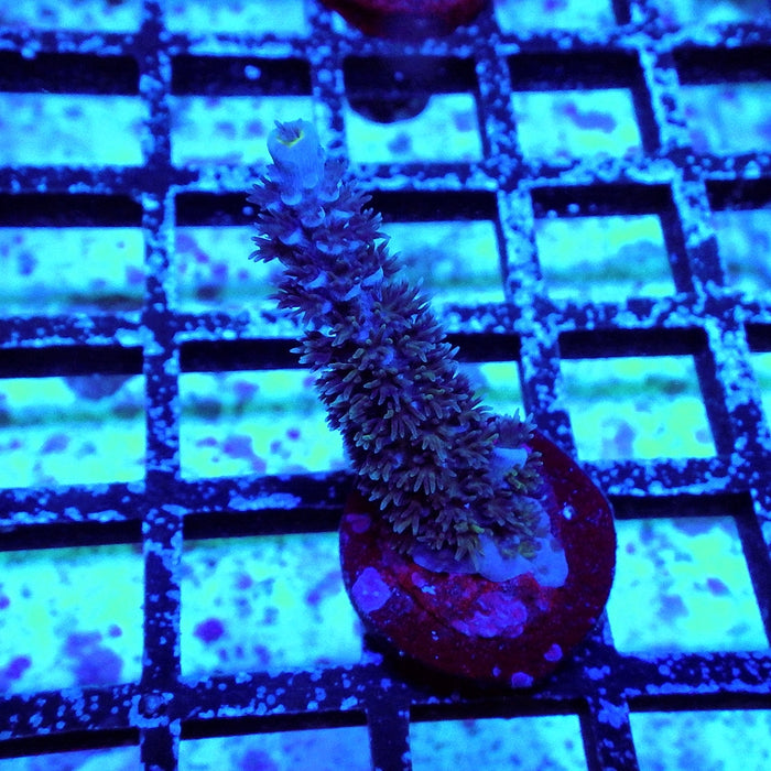 Tenuis Blue Acro