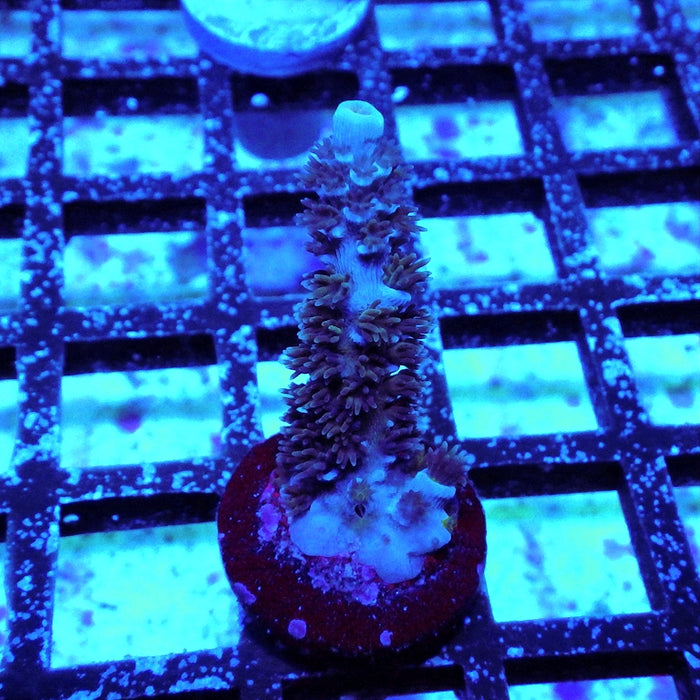 Tenuis Blue Acro