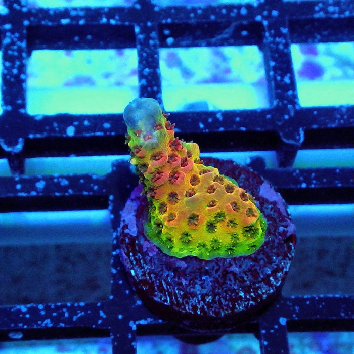 Acro Frag Aquaculture