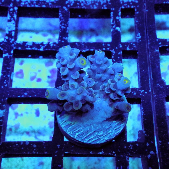Tenuis Blue Acro