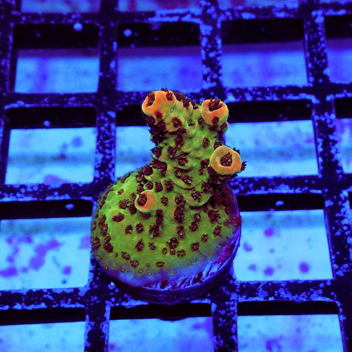Acro Frag Aquaculture