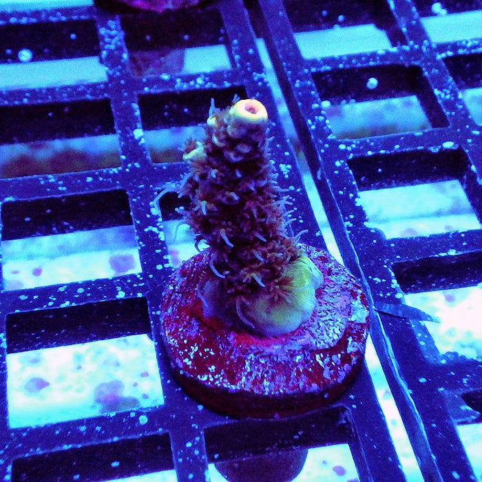 Acro Frag Aquaculture