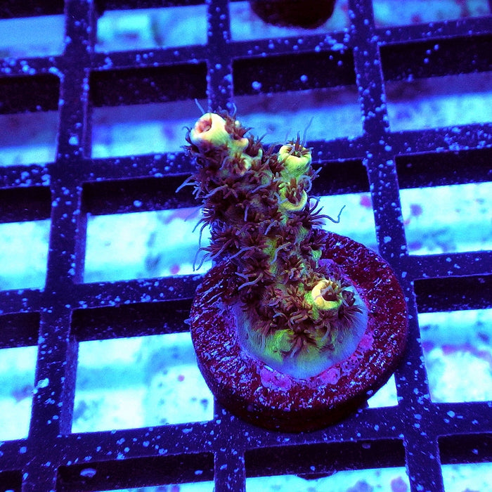 Acro Frag Aquaculture