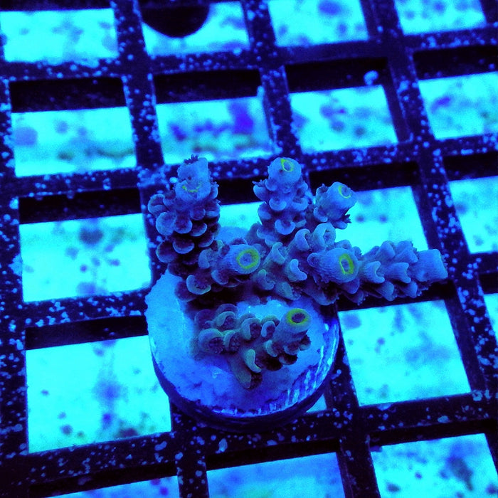 Tenuis Blue Acro