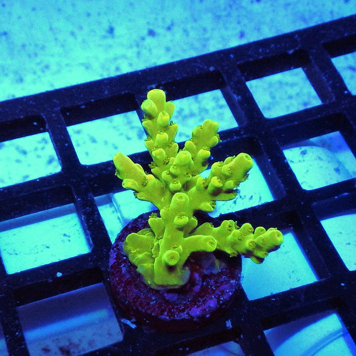 Acro Frag Aquaculture