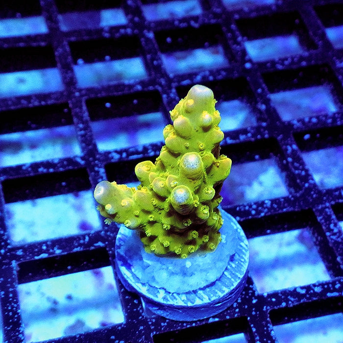 Acro Bright Pink Tips