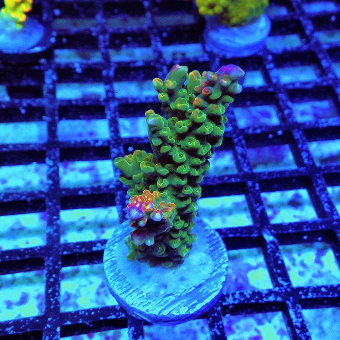 Acro Bright Pink Violet Tips
