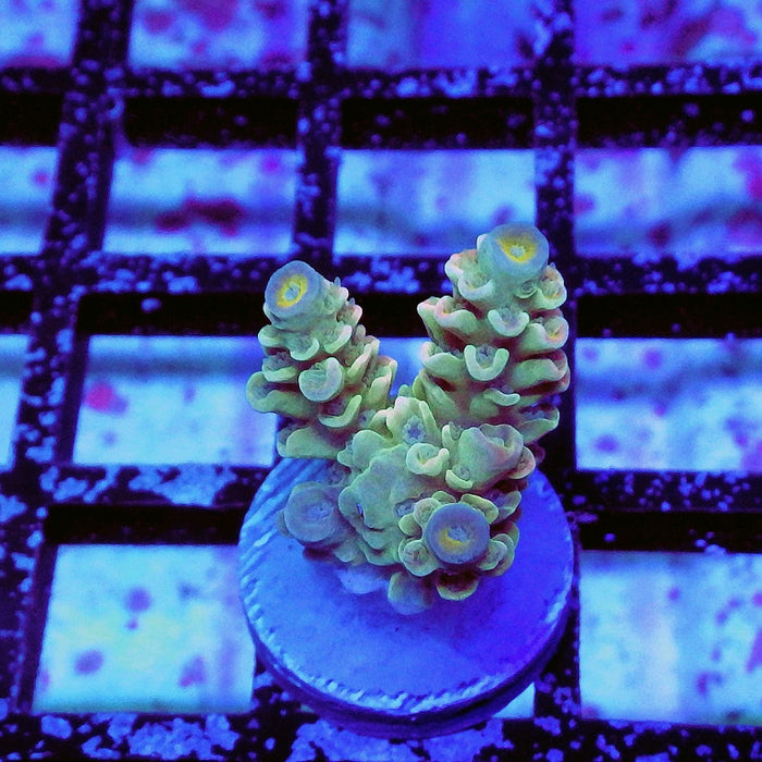 Tenuis Green Orange Scale Blue Tips