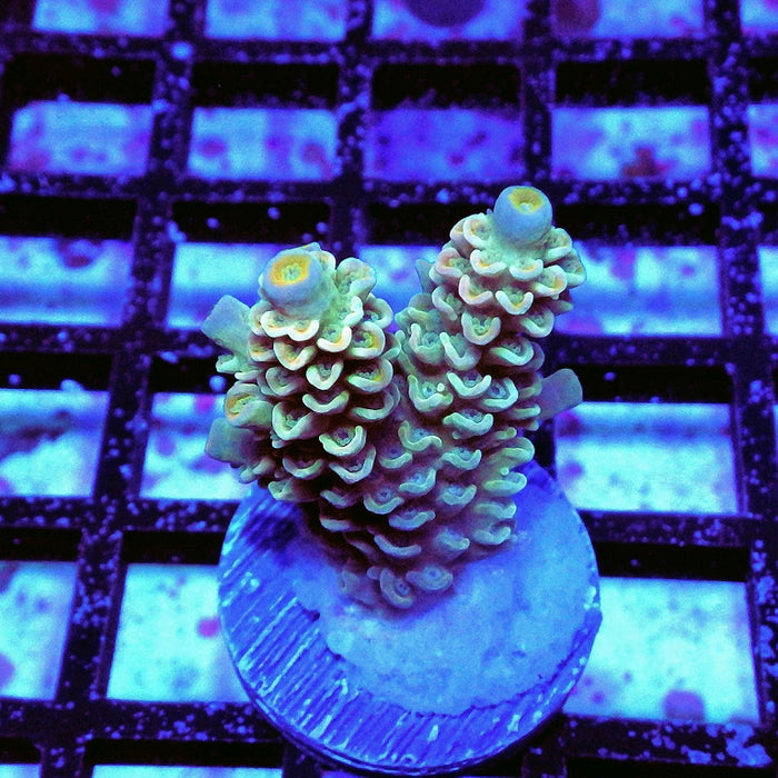 Tenuis Green Orange Scale Blue Tips