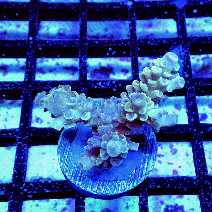 Tenuis Green Orange Scale Blue Tips