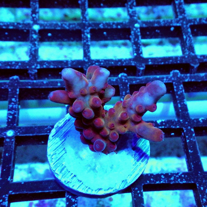 Red Granulosa Ultra