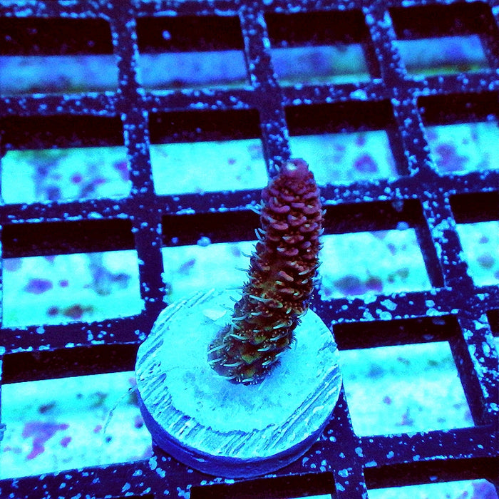 Millepora Purple Tricolor Ultra