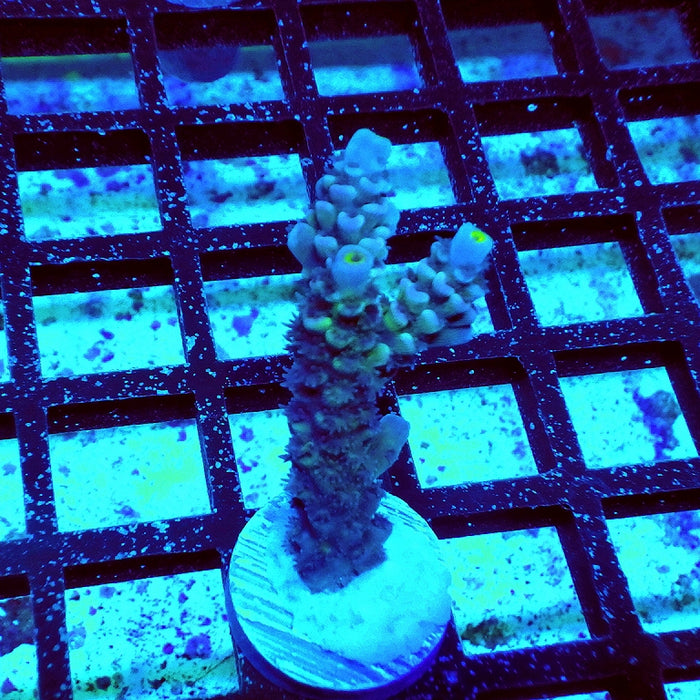 Tenuis Blue