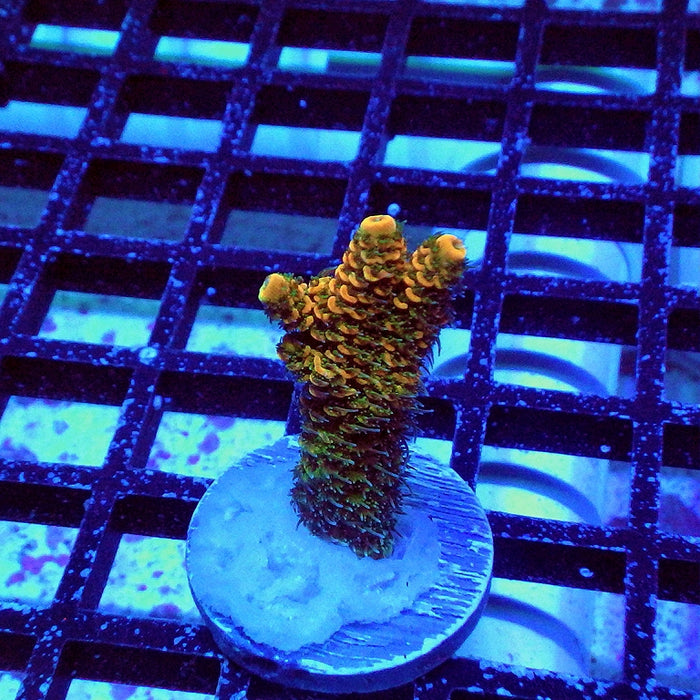 Millepora Orange Green Ultra