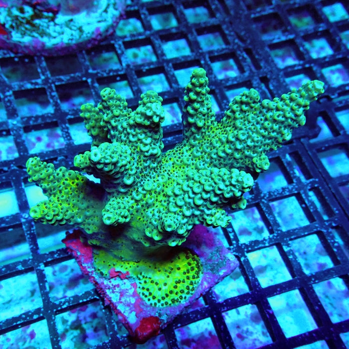 Acro Colony