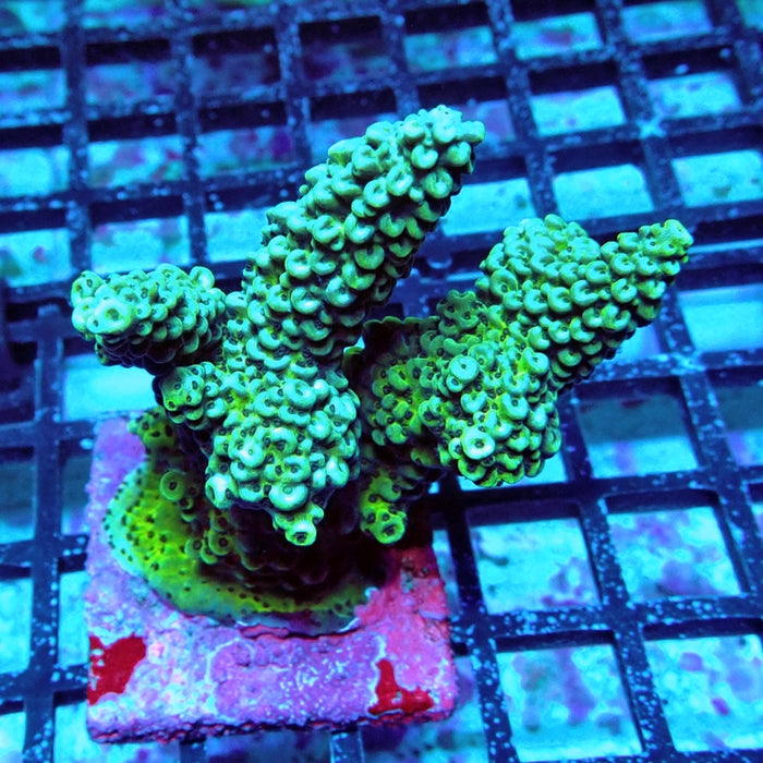 Acro Colony