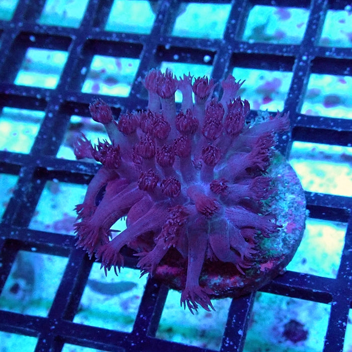 Goniopora