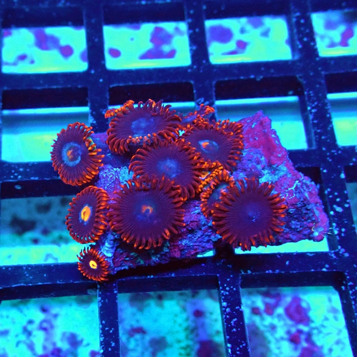 Ultra Zoas Frag