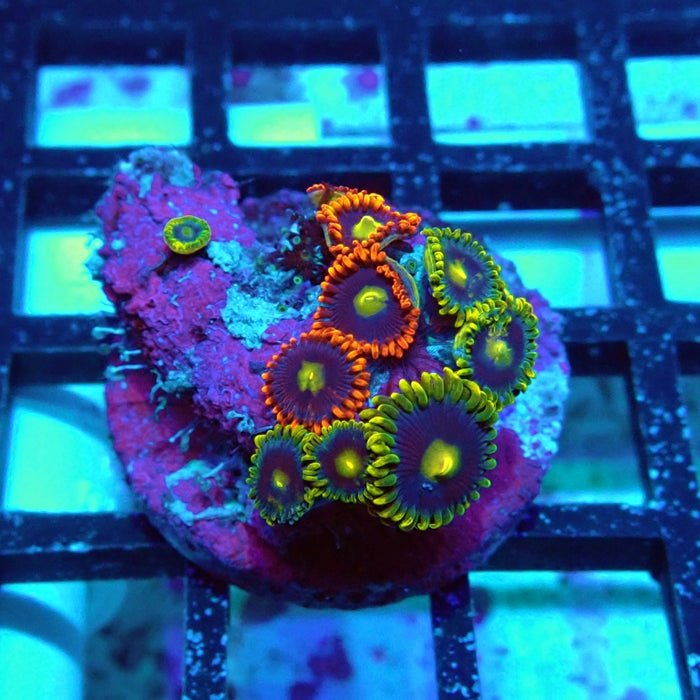 Ultra Zoas Frag