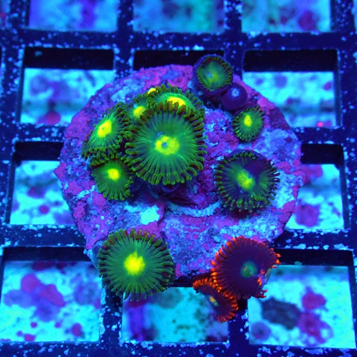 Ultra Zoas Frag
