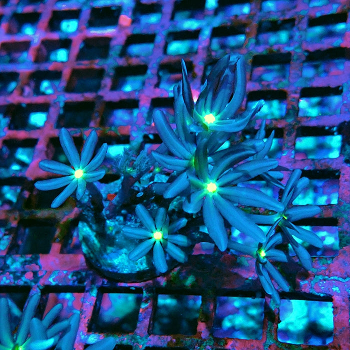 Knopia (Anthelia) Coral
