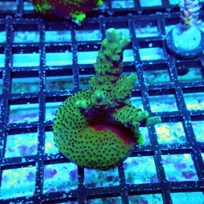 Acro Frag Aquaculture
