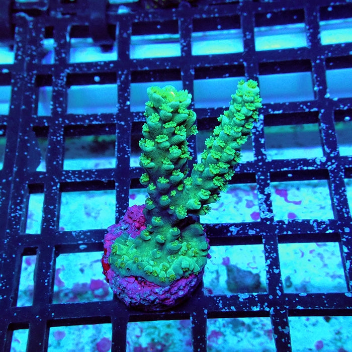 Acro Frag Aquaculture
